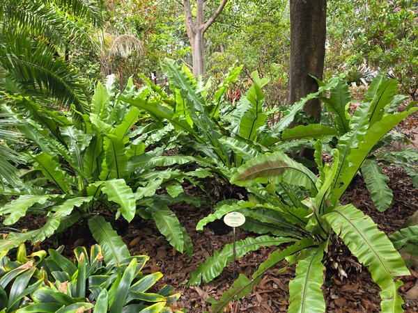 Large bird’s-nest ferns (Asplenium nidus) carpeting the forest floor.