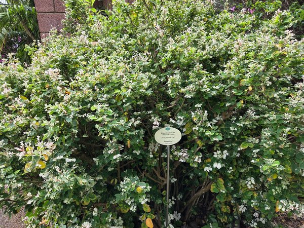 Variegated Breynia shrub sprinkled with tiny pink and white leaves.