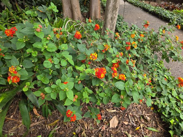 Vibrant clusters of orange and yellow lantana blooms beside the path.