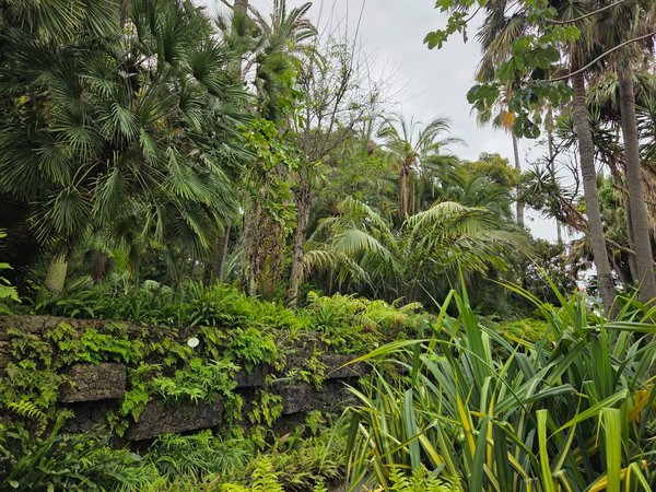 Dense canopy of palms, ferns and tropical plants forming a green backdrop in the botanical garden.