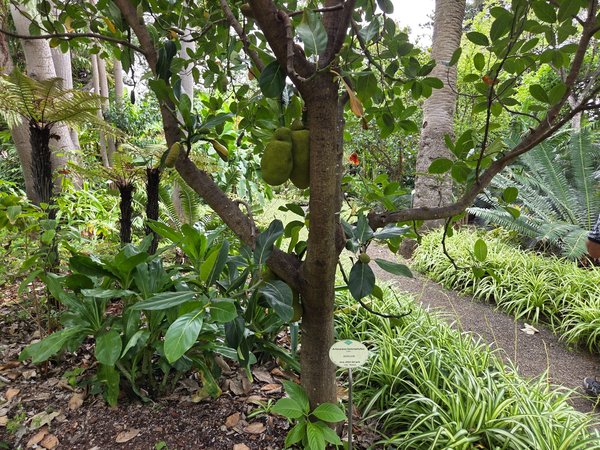 Young jackfruit hanging from a tropical tree surrounded by exotic understory plants.