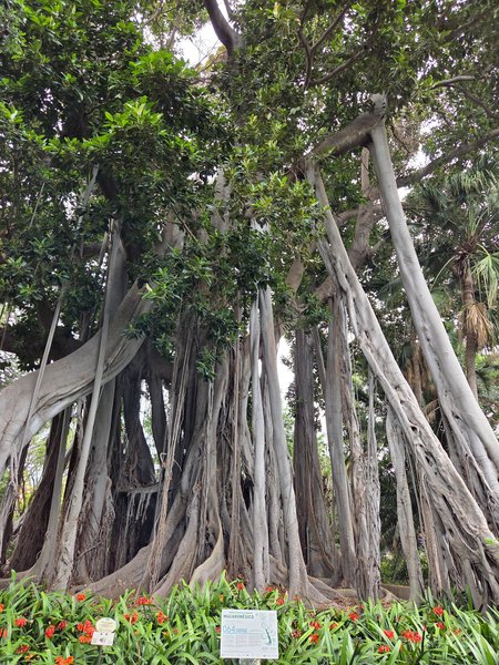 Majestic Moreton Bay fig with dramatic aerial roots towering over flowering beds.