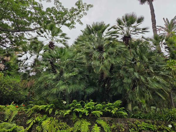 Cluster of mature fan palms rising above fern-covered basalt walls.