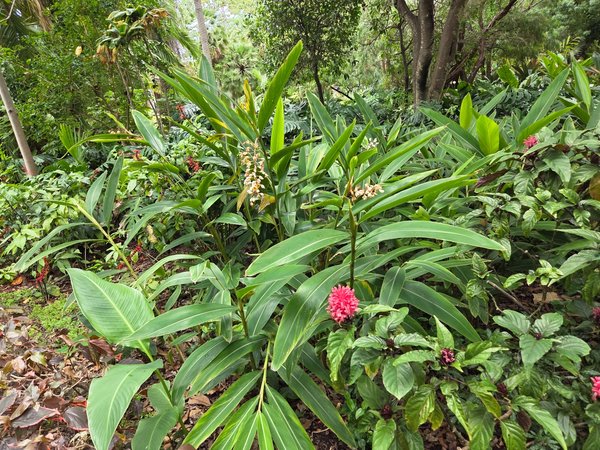 Shell ginger and red ginger inflorescences among tropical foliage.