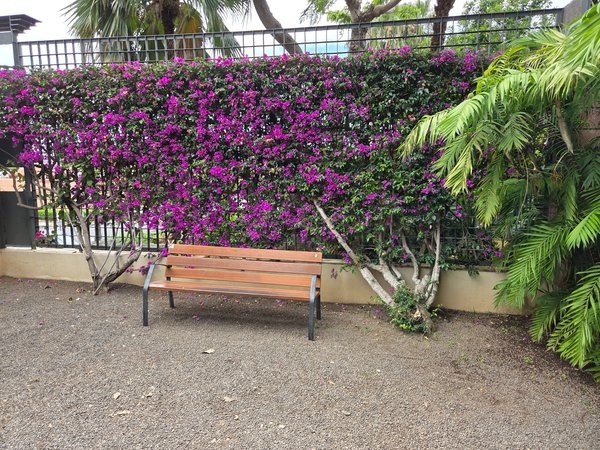 Wooden bench facing a wall of purple bougainvillea, perfect resting spot.