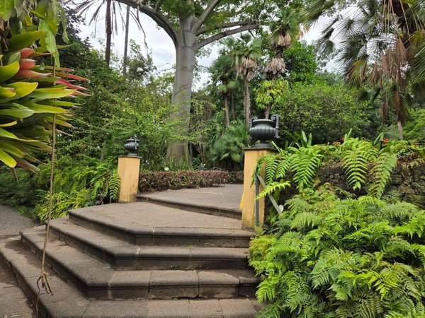 Stone steps leading to upper terrace framed by ferns and a silk floss tree.