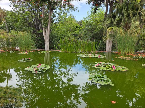 Reflective pond with blooming pink water lilies and reeds at the botanical garden.