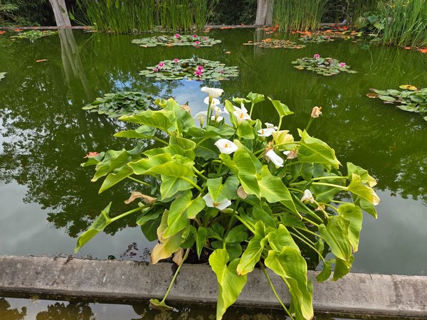 White calla lilies thriving on a floating island in the garden pond.