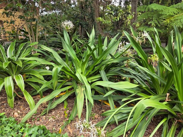Strap-leaf plants with delicate white star flowers in shaded bed.