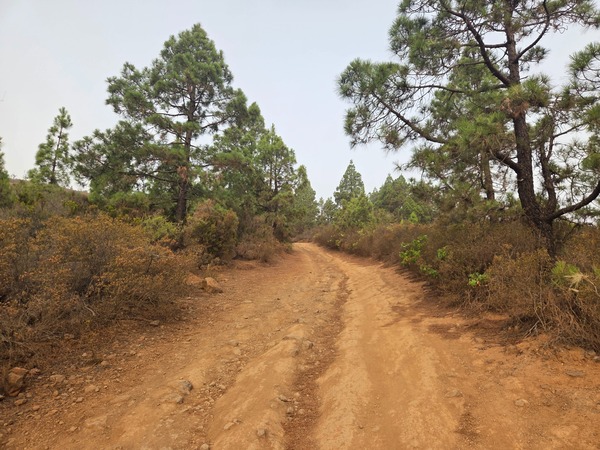 Dirt forest track among Canary pines used on the approach to Las Ventanas de Güímar.