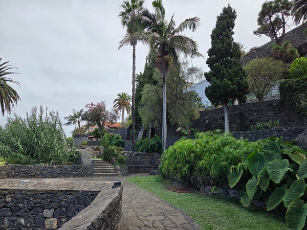 Dense foliage of palms and large-leaved plants by the walkway.