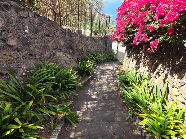 Shaded staircase with agapanthus and bright bougainvillea leading down the slope.