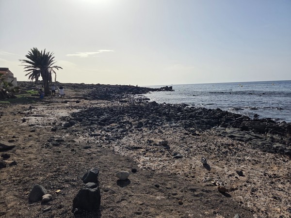 Rocky shoreline at Playa de Los Tarajales with dark volcanic stones, a single palm tree and the Atlantic Ocean glistening in the afternoon light.