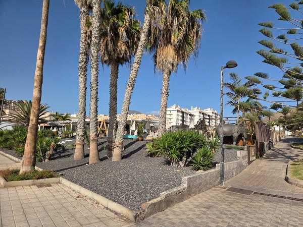 Palm trees and landscaped beds with volcanic gravel and tropical plants along the promenade near Playa de Los Tarajales in Los Cristianos.