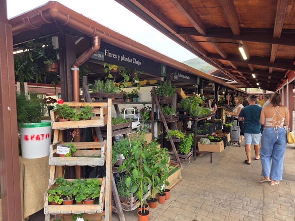 Plant nursery stands with herbs, seedlings and ornamentals along the walkway.