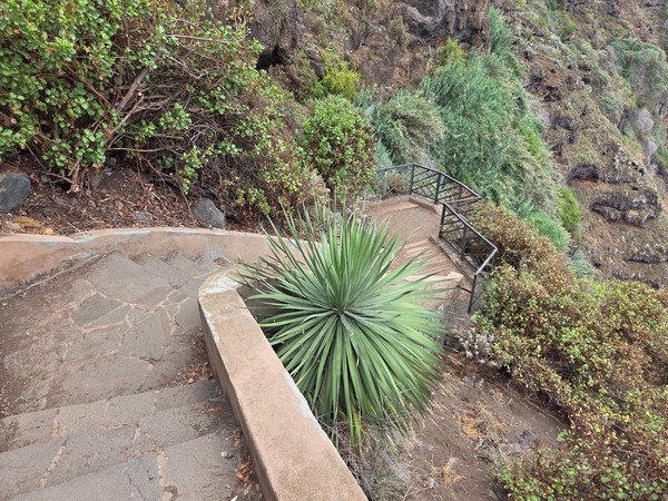Steep descent with a yucca plant beside the path and viewpoints below Steep descent with a yucca plant beside the path and viewpoints below.