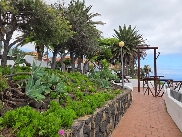 Succulents, palms and native greenery along the promenade of Mirador de La Garañona in El Sauzal.