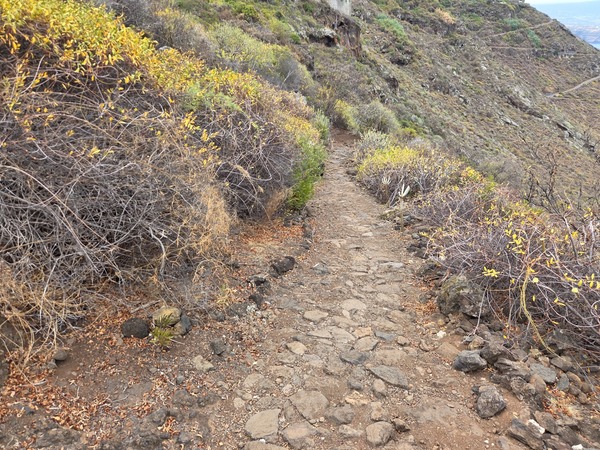 Narrow trail with vegetation tunnels near Las Breñas on the hillside above the Atlantic.