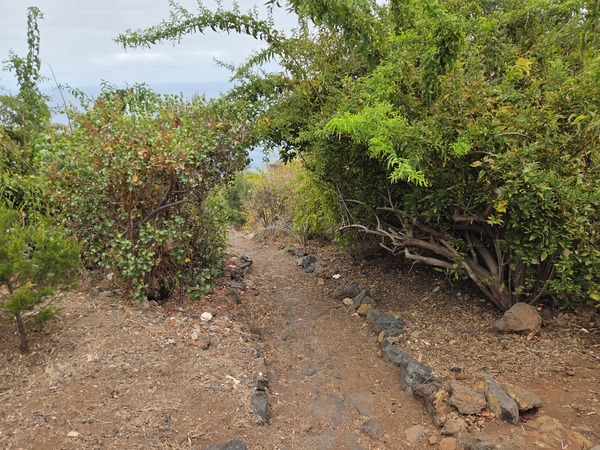 Stone-paved trail section on the slope lined with tabaibal and cardonal shrubs.