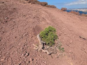 Resilient green bush clinging to volcanic terrain on a windswept slope of Montaña Roja.