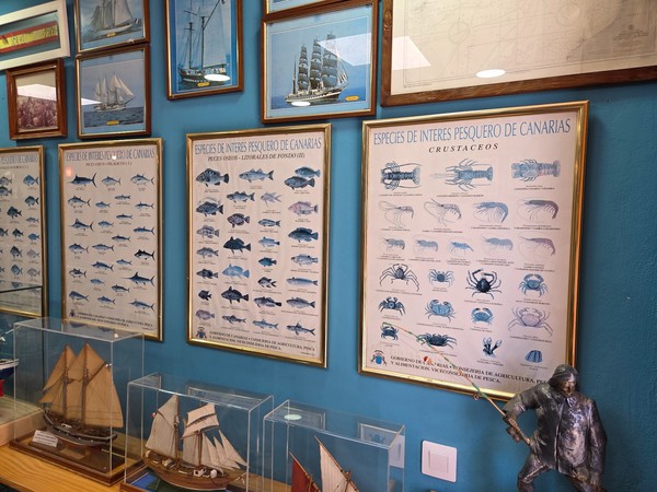 Species of fishing interest in the Canary Islands posters, including fish and crustaceans, next to classic ship models.