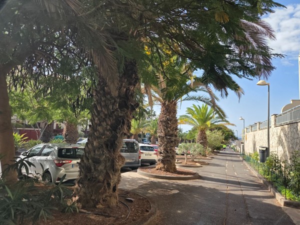 Shaded pedestrian path in Palm-Mar lined with palm trees and parked cars along a residential street.