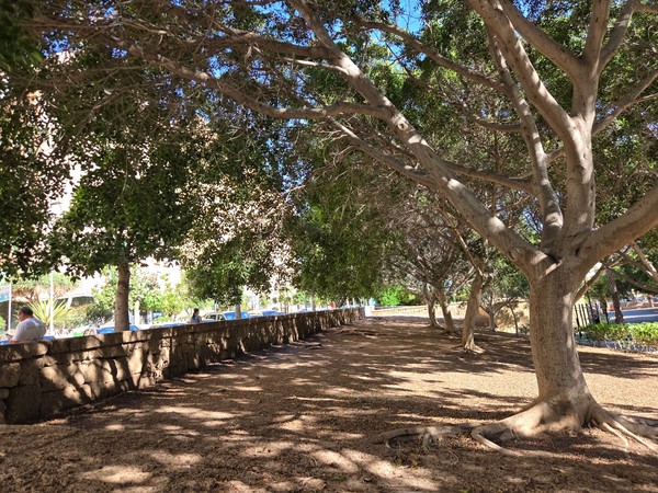 Tree-lined side of the park with dappled light on the ground and a low stone wall along the path.