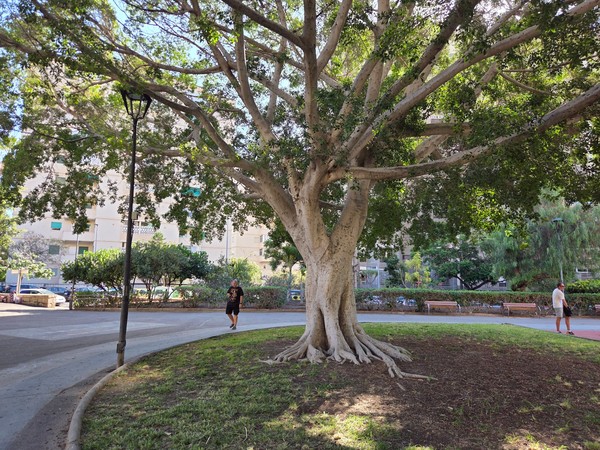 Large spreading tree with prominent surface roots in a circular lawn area inside the park.