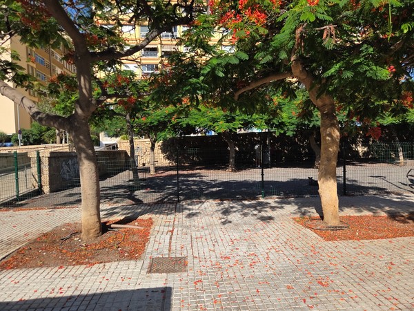 Row of mature trees forming a continuous canopy over a wide earthen path.