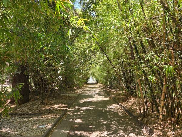 Shaded path surrounded by bamboo groves