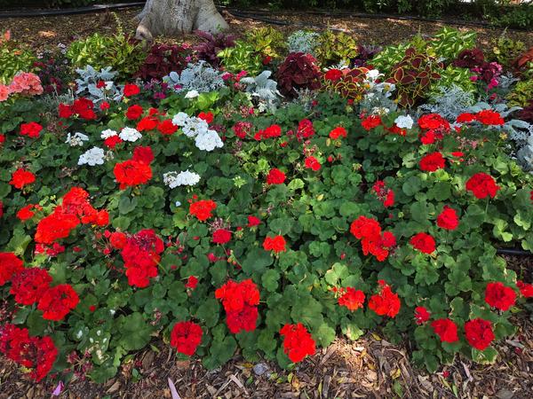Colorful flowerbed with red and white geraniums