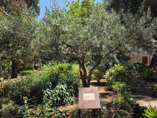 Olive tree with name plaque among vegetation