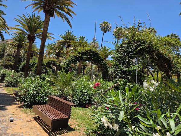 Palm-lined path with benches and flowering arches