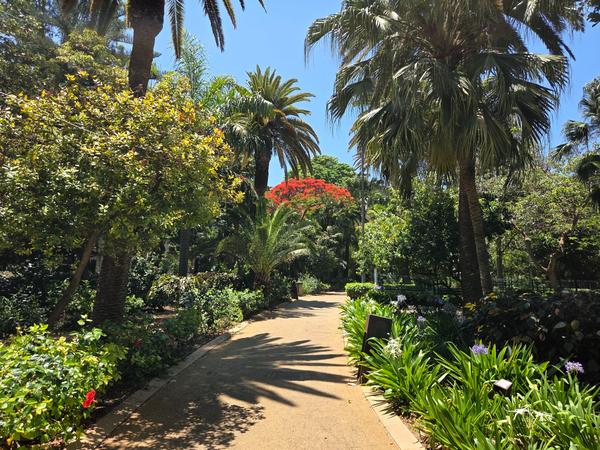 Central path lined with dense trees and benches