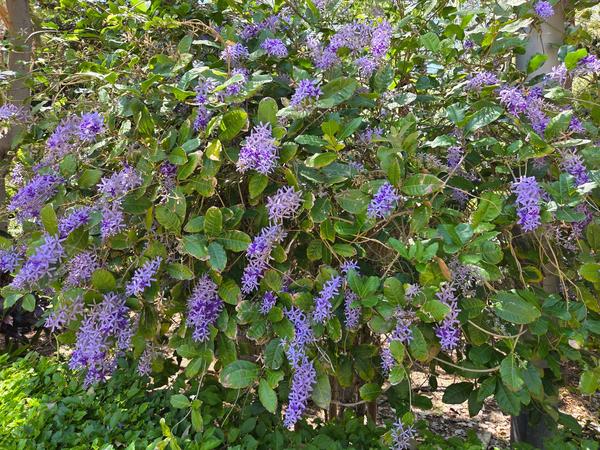 Petrea volubilis vine with violet blossoms