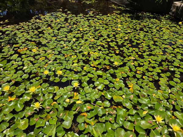 Pond with water lilies and yellow lotus flowers