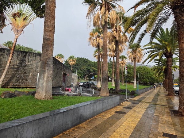 Palm-lined sidewalk next to the stone walls of Parque La Granja in Santa Cruz de Tenerife on a rainy day.