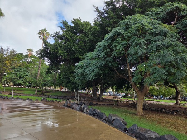 Shaded path in Parque La Granja bordered by rocks, with large leafy trees and wet pavement after the rain.