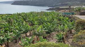 Banana plantation overlooking the ocean in northern Tenerife.