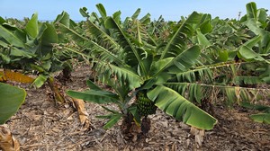 A lush banana plant with a young bunch growing in the center.