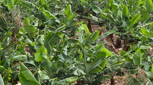 Dense rows of banana trees showing vigorous green growth.