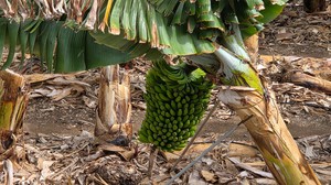 Close-up of a green banana bunch hanging under large leaves.
