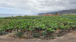 Wide view of a banana farm with protective netting and buildings nearby.