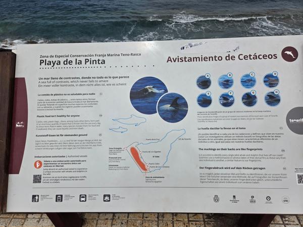 Informational board about whale species in Tenerife