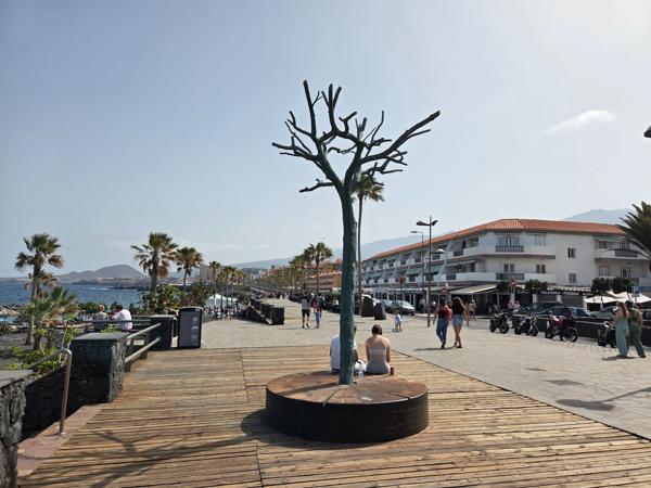 Playa punta larga tree