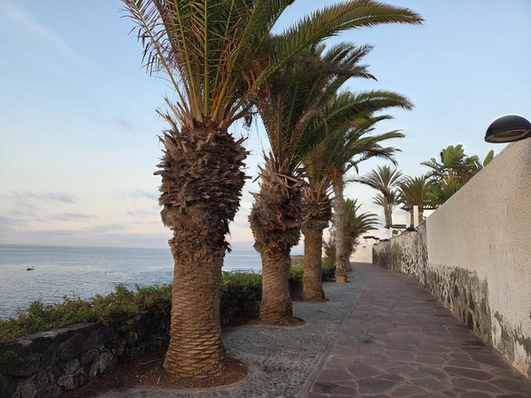 Row of palm trees lining the seafront path above the coast in Alcalá.