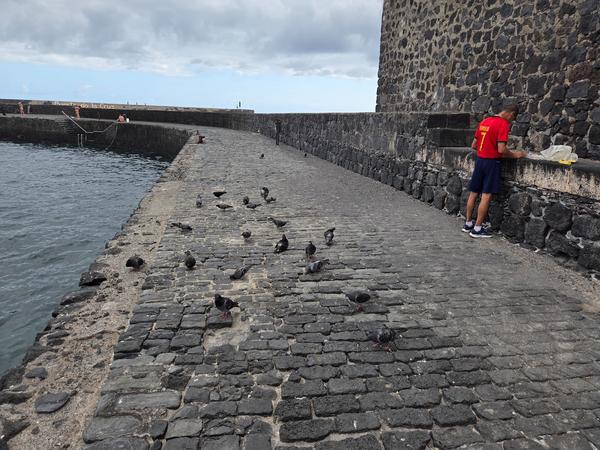 Cobblestone pier with pigeons and a man near the port wall of Playa del Muelle.
