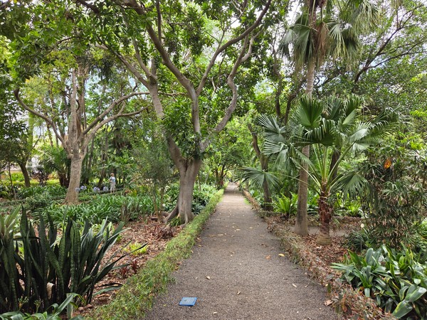 Leafy path lined with palms and exotic plants in a botanical area of Puerto de la Cruz.