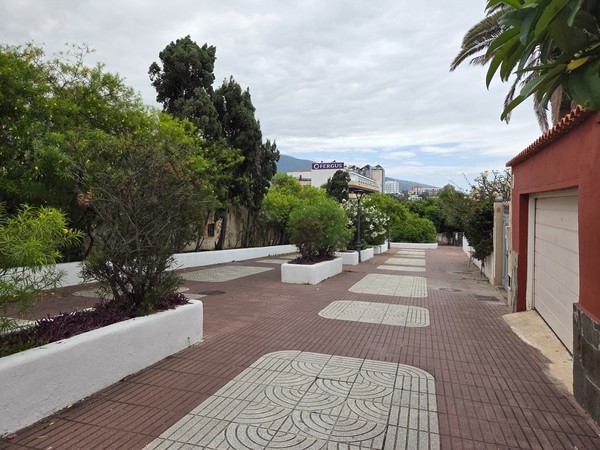 Tree-lined pedestrian lane with planters leading towards the town in Puerto de la Cruz.