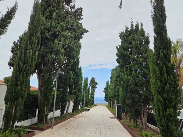 Cypress-lined walkway ending with a glimpse of the Atlantic Ocean in Puerto de la Cruz.